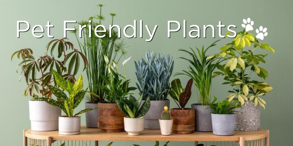 Bringing Nature Indoors: How to Create a Pet-Safe Plant Paradise!