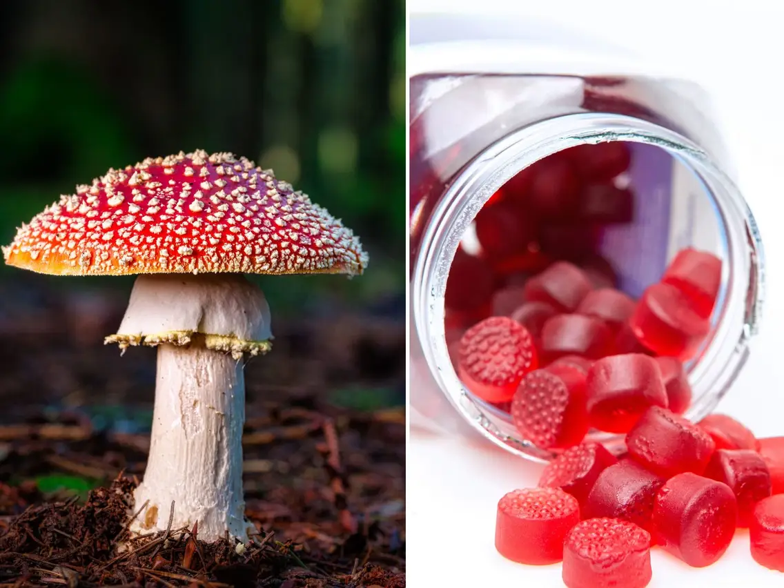 How Amanita Muscaria Gummies Can Enhance Your Wellness Routine